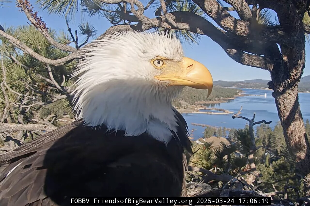 bald eagle Jackie