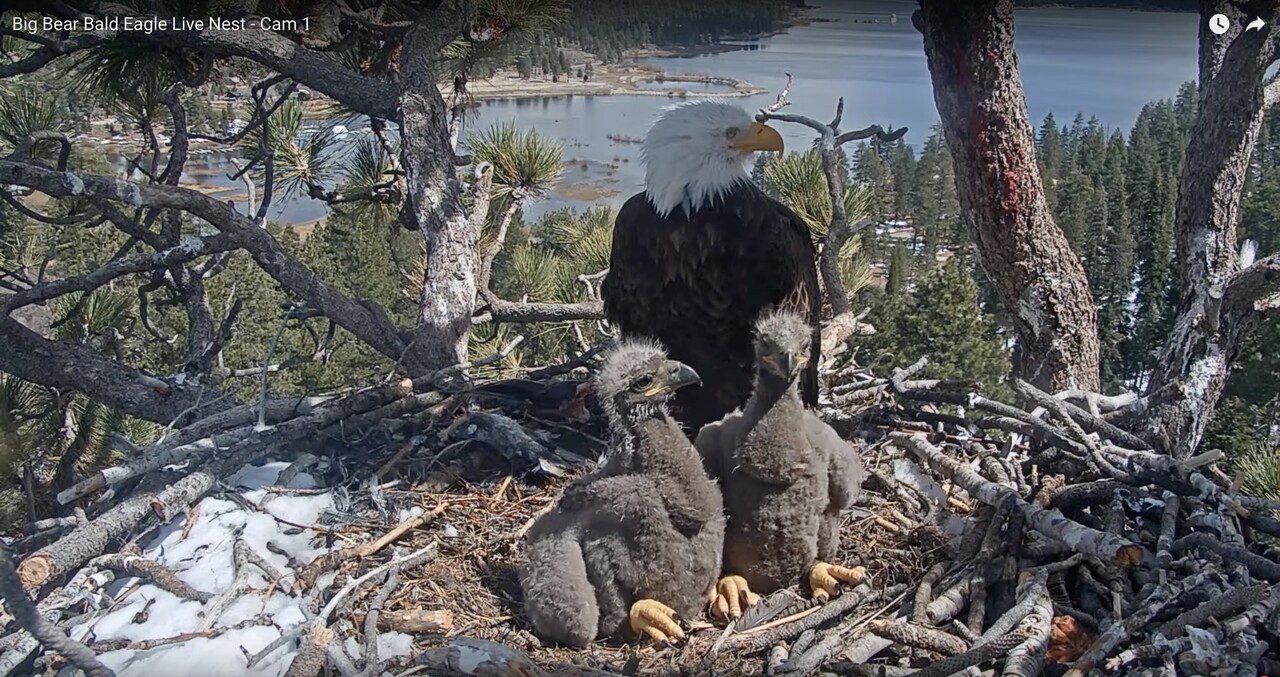 bald eagle adult with two chicks