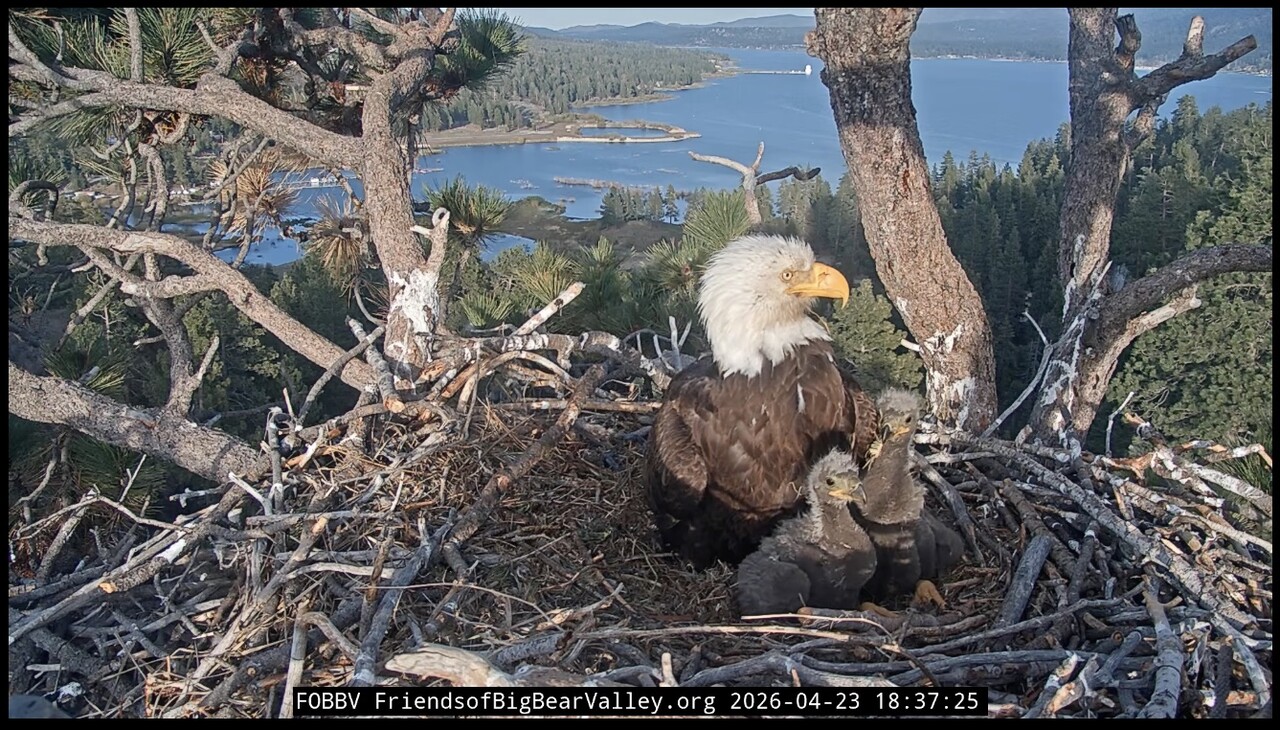 bald eagle adult with two chicks