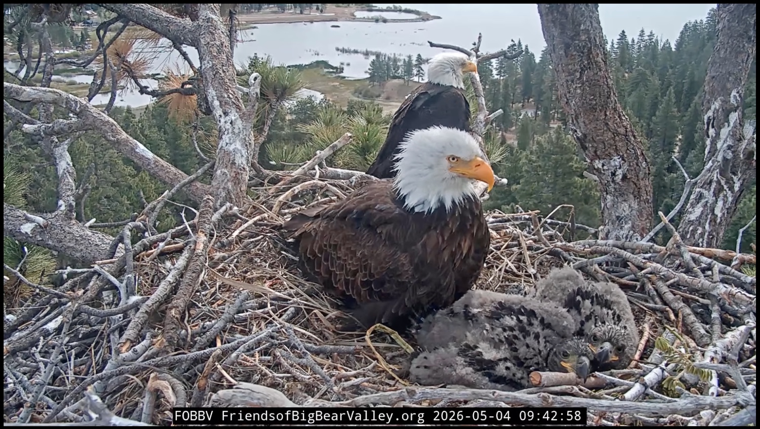 bald eagle family in a nest