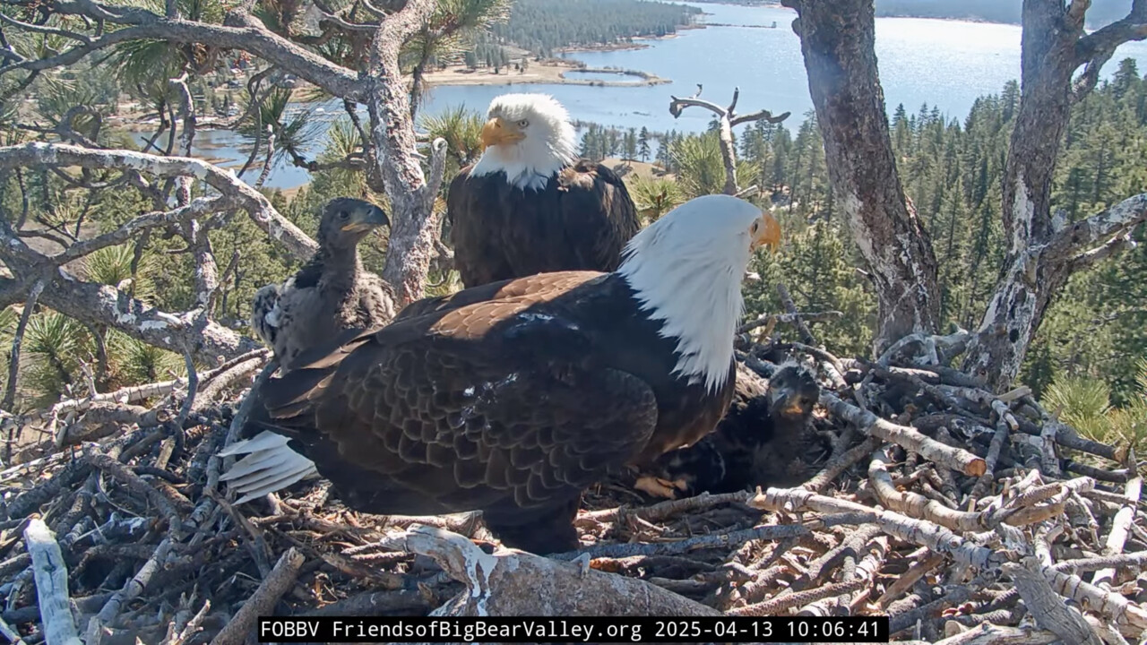 bald eagle family in a nest