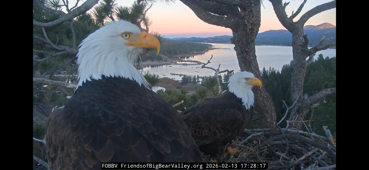 bald eagles Jackie and Shadow in their nest