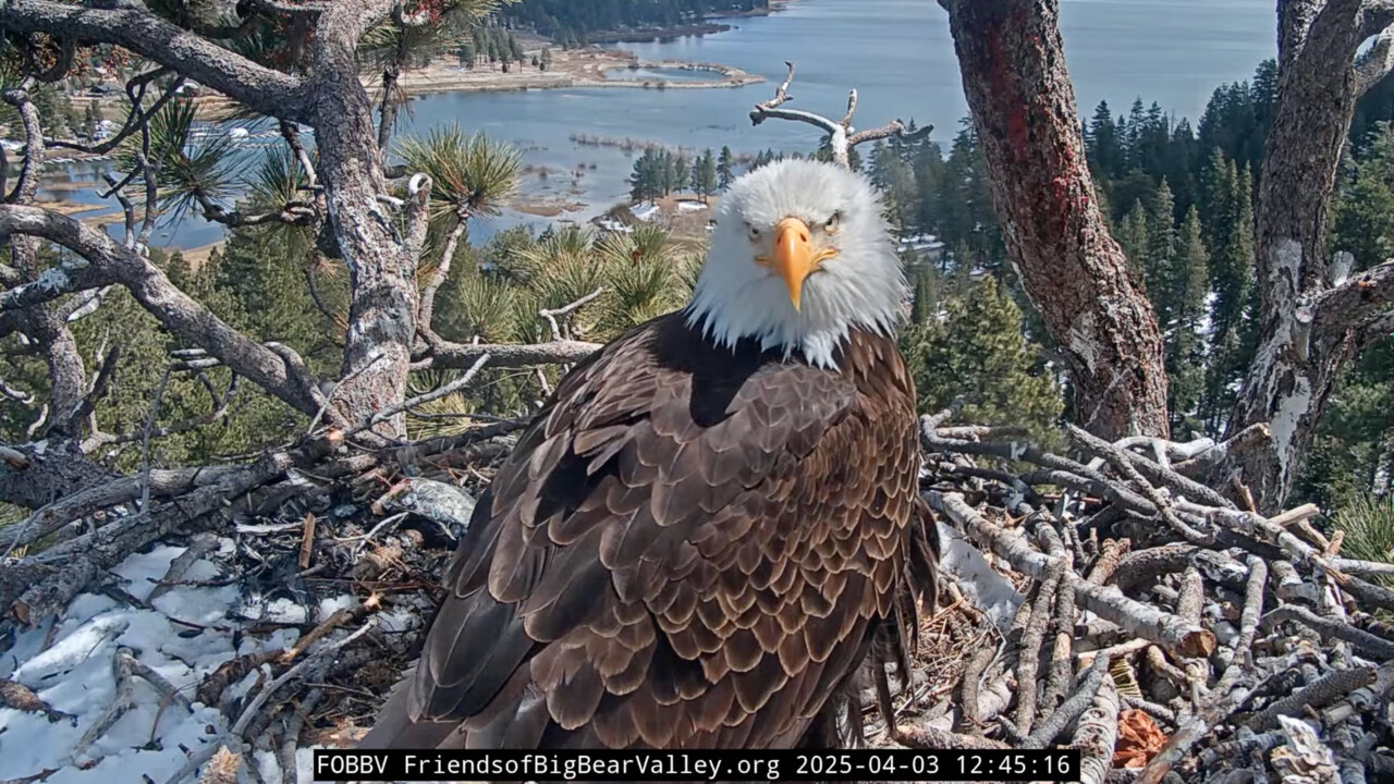 bald eagle staring