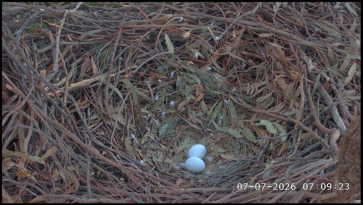 two eggs in a nest