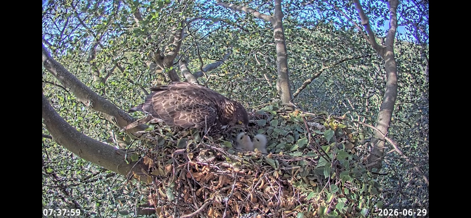 A honey buzzard feeds two small chicks