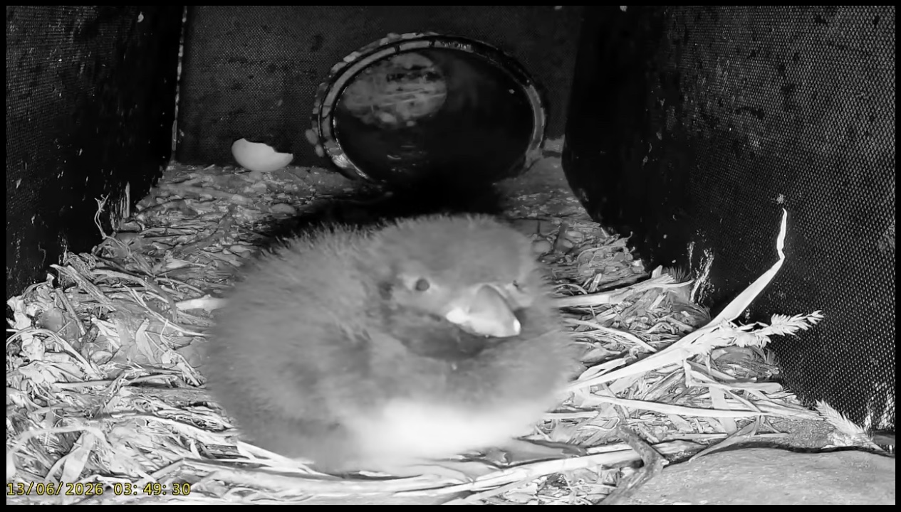 A puffinling in its burrow