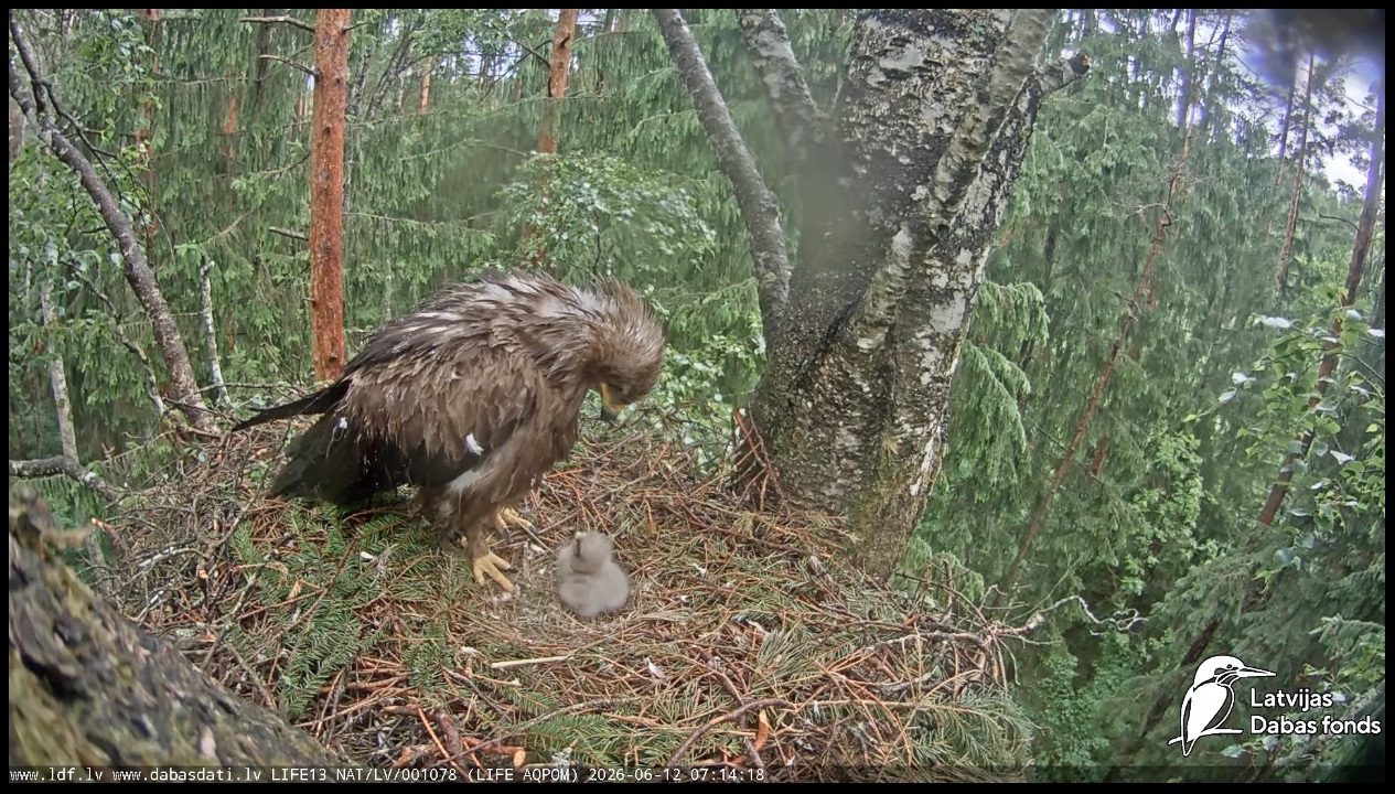 A lesser-spotted eagle with its chick