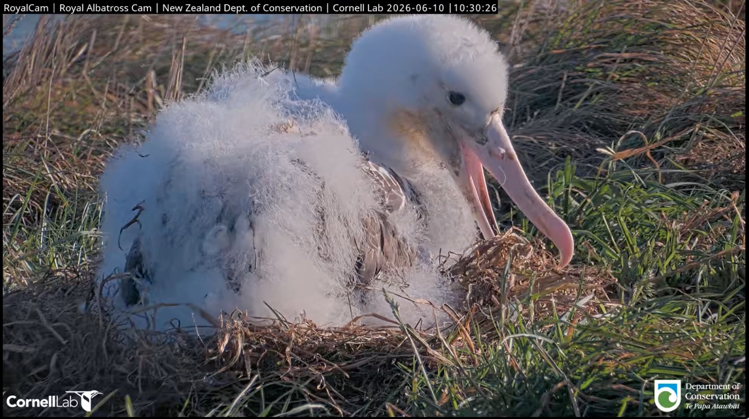 A royal albatross chick