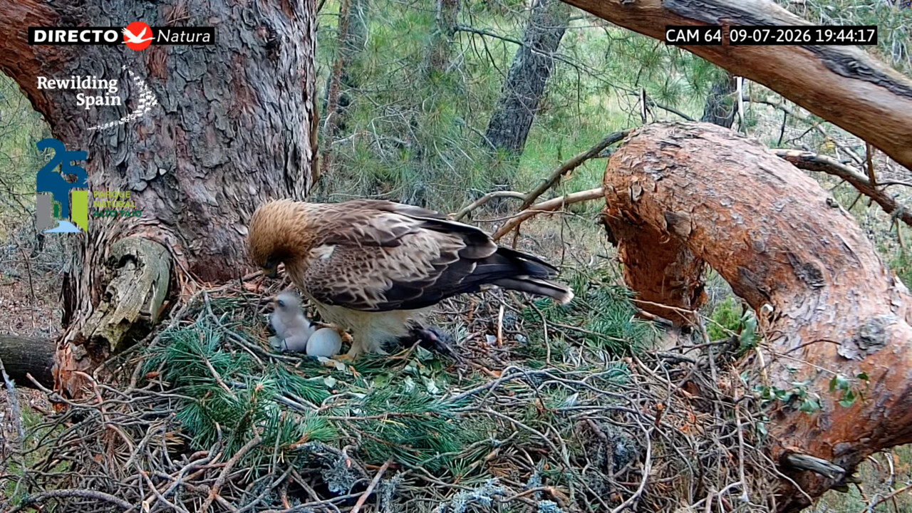 A booted eagle with its chick