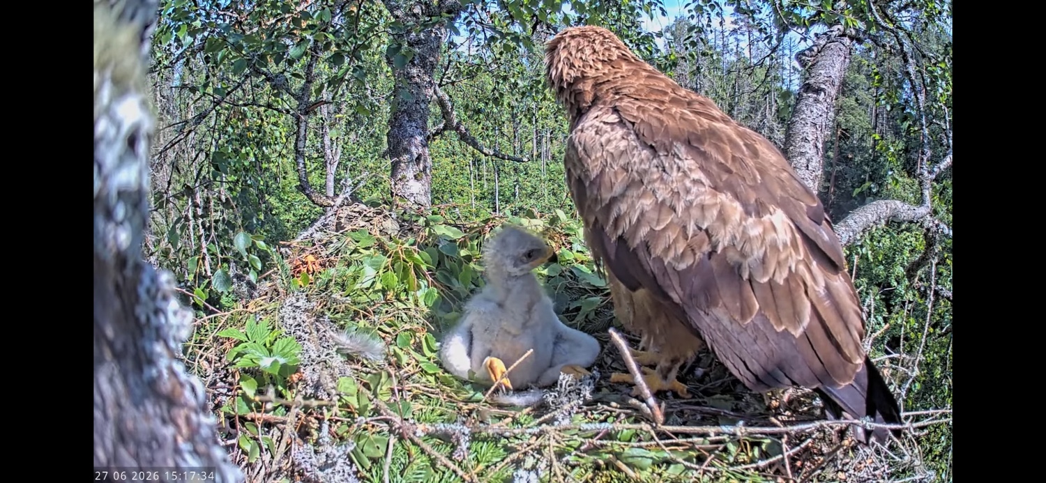 A lesser-spotted eagle with its chick