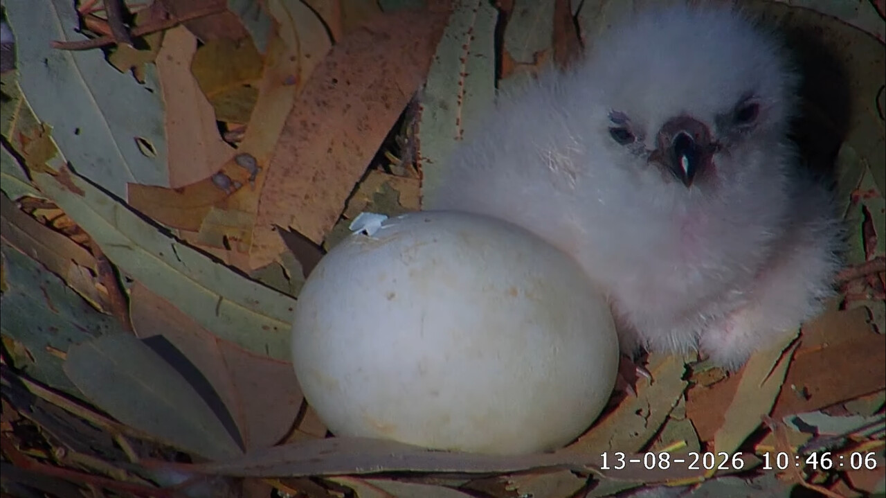 A tiny sea eagle chick next to an egg with a pip