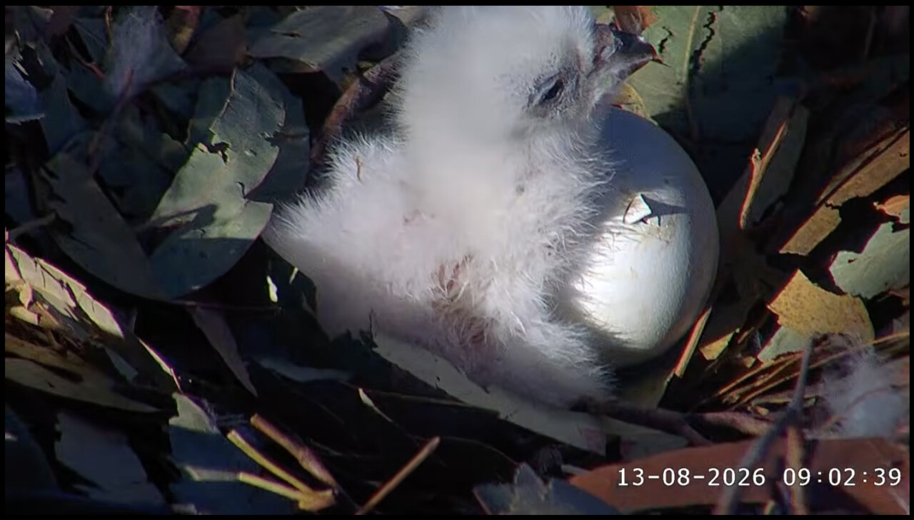 A white-bellied sea eagle chick next to an egg