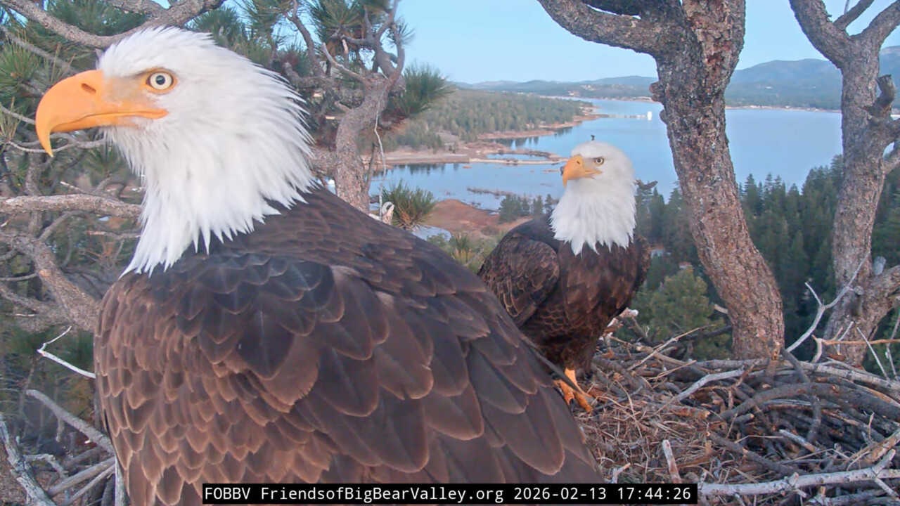 Two bald eagles in their nest