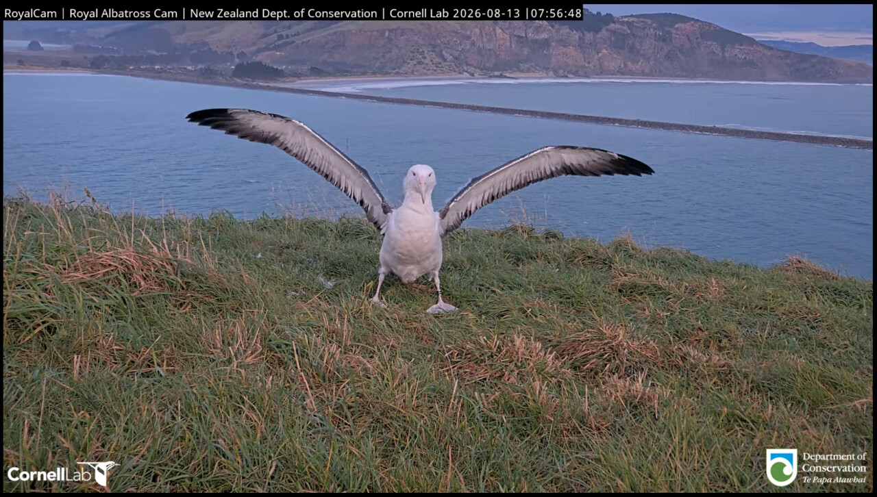 An albatross chick spreads its wings