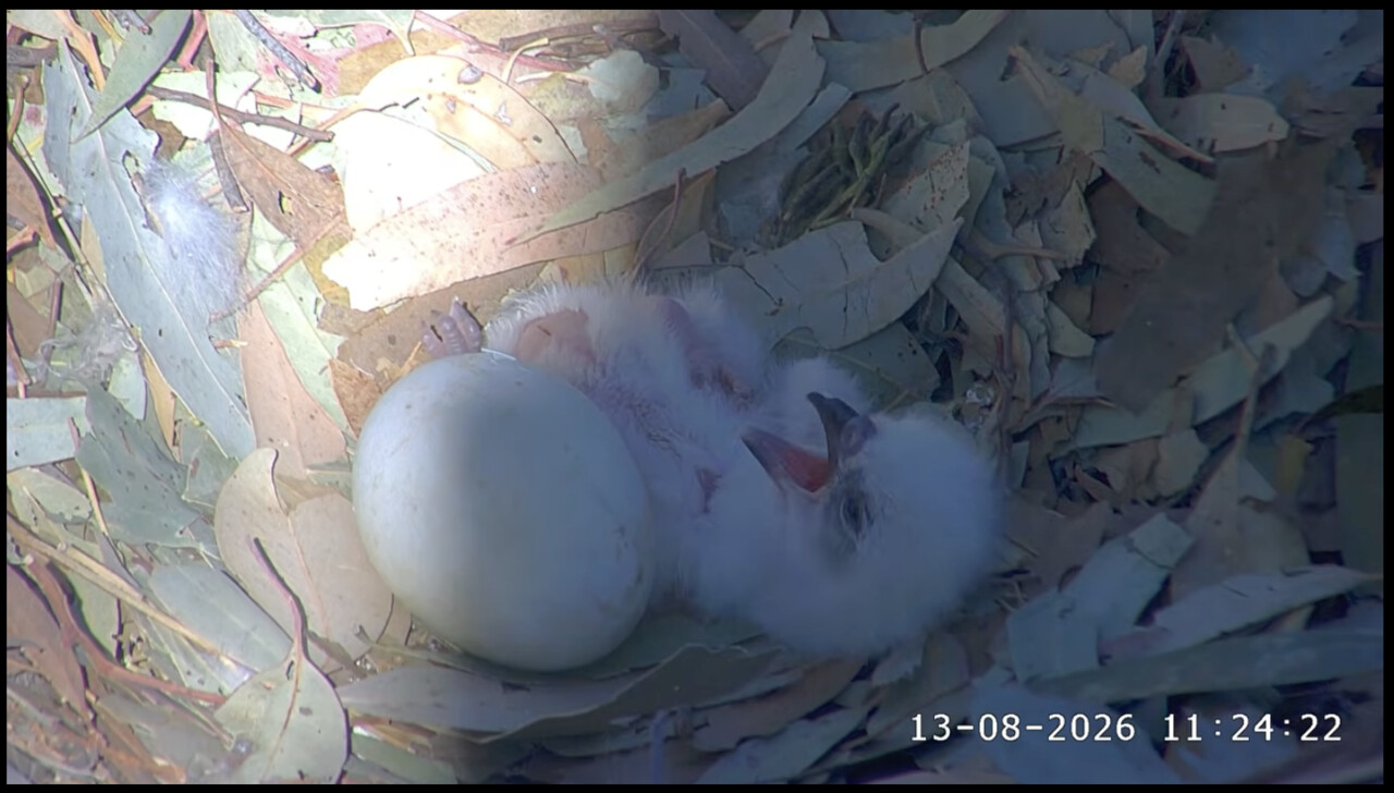 A white-bellied sea eagle chick lies on its back
