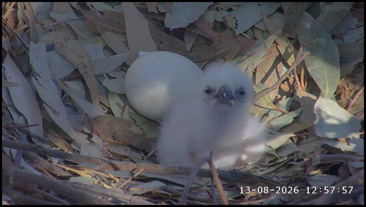 A white-bellied sea eagle chick in its nest