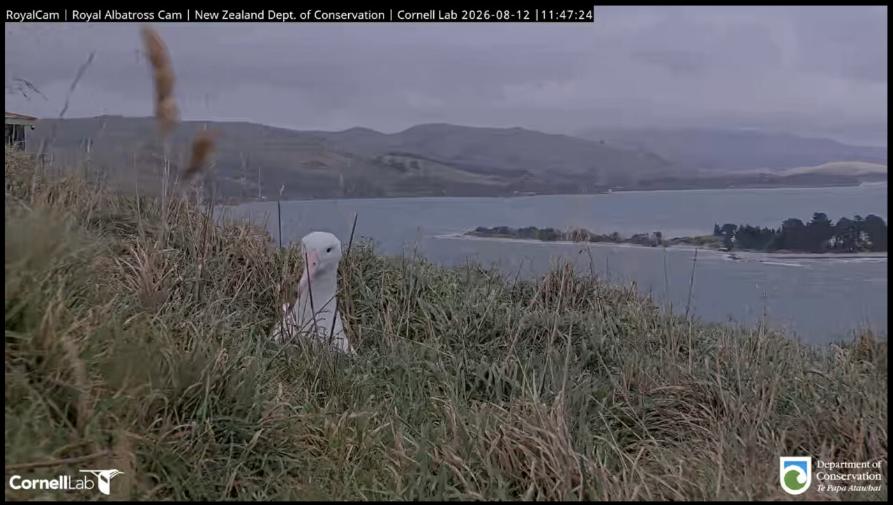 Albatross chick in the grass