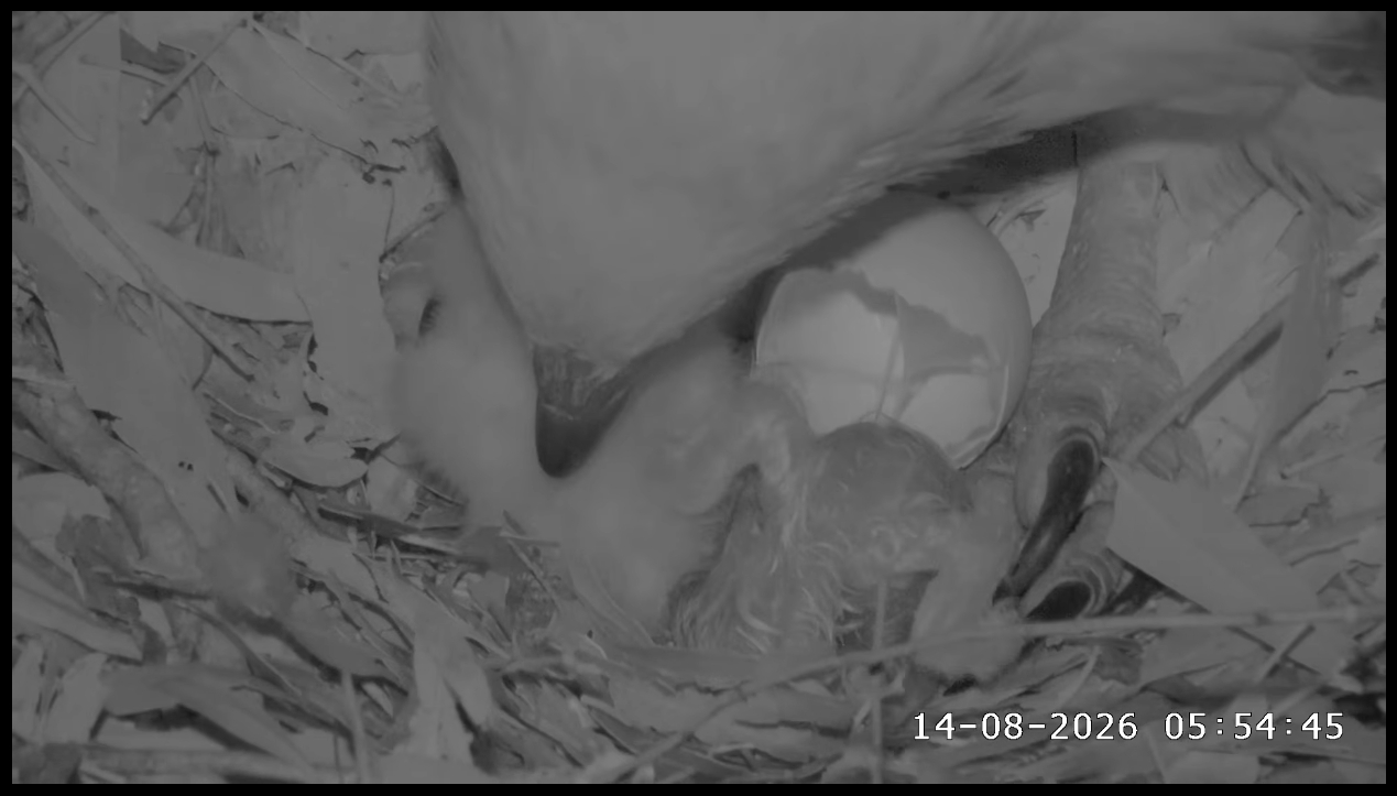 A sea eagle chick still wet from hatching