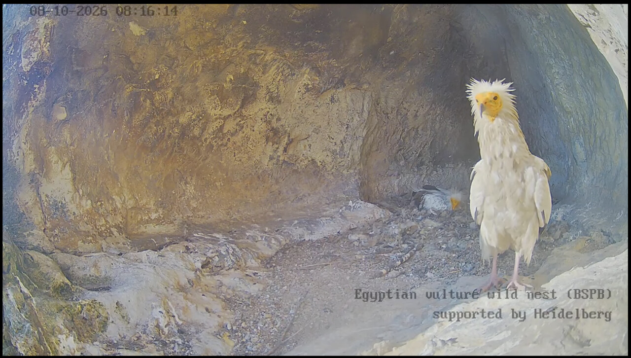 Two egyptian vultures