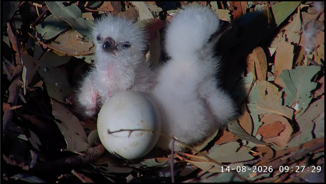 Two white-bellied sea eagle chicks and an empty egg