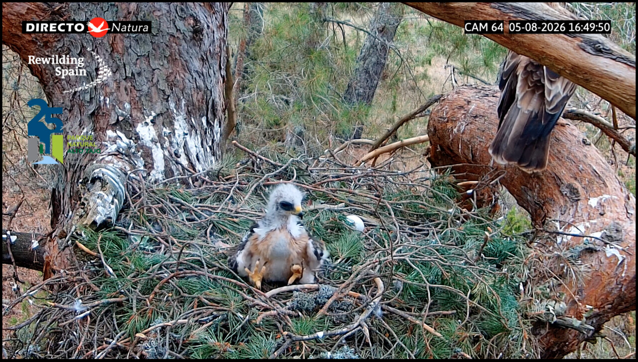 A booted eagle chick