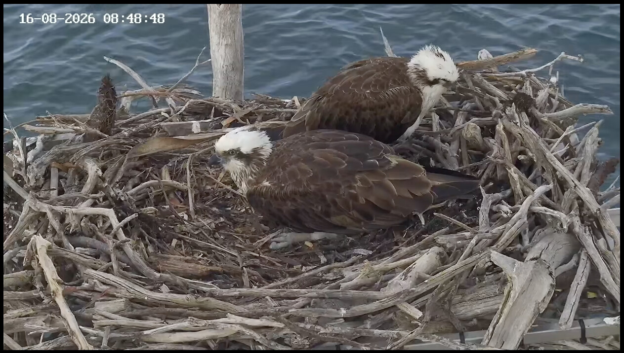 Two ospreys in their nest