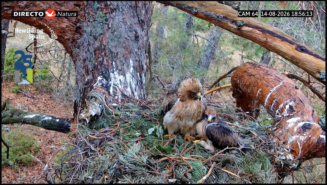 A booted eagle with its chick