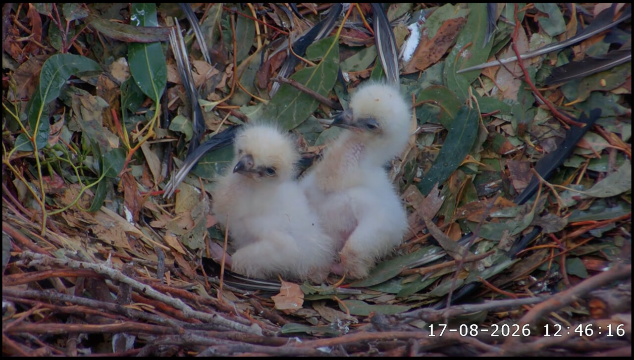 Two sea eagle chicks in a nest