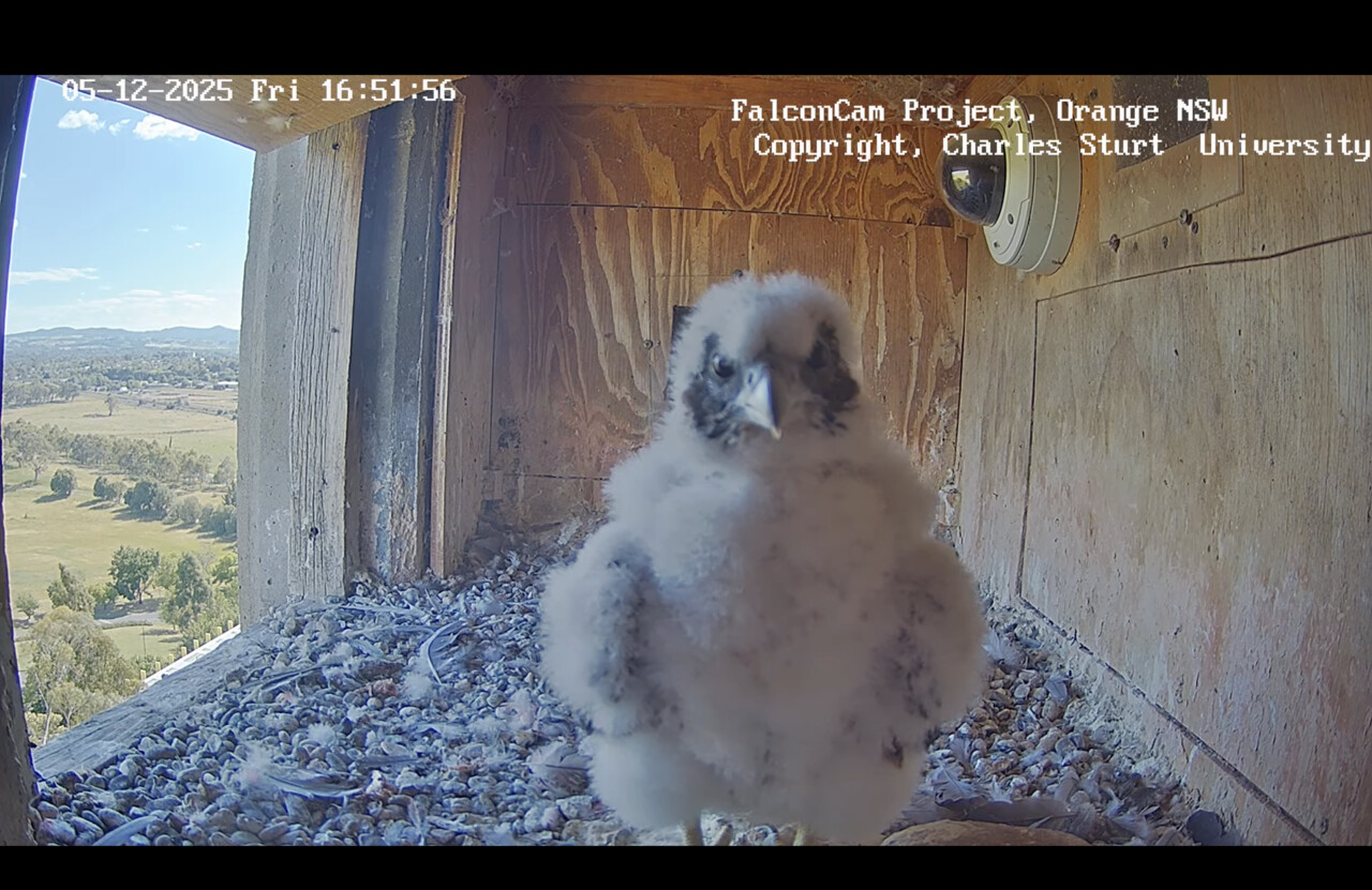 A peregrine falcon chick in its nest box