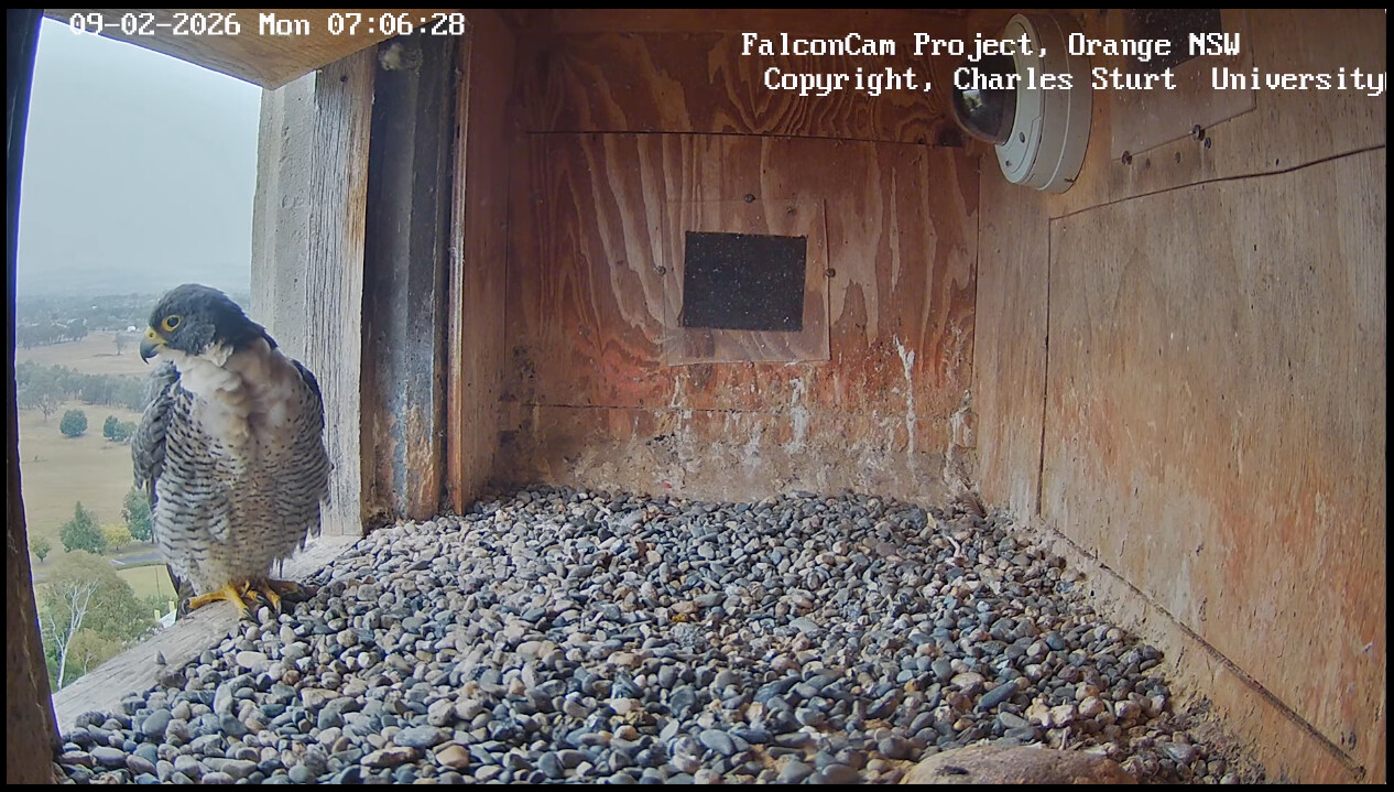A peregrine falcon perched in a nest box