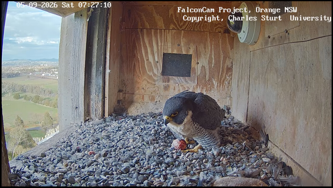 Peregrine falcon with an egg