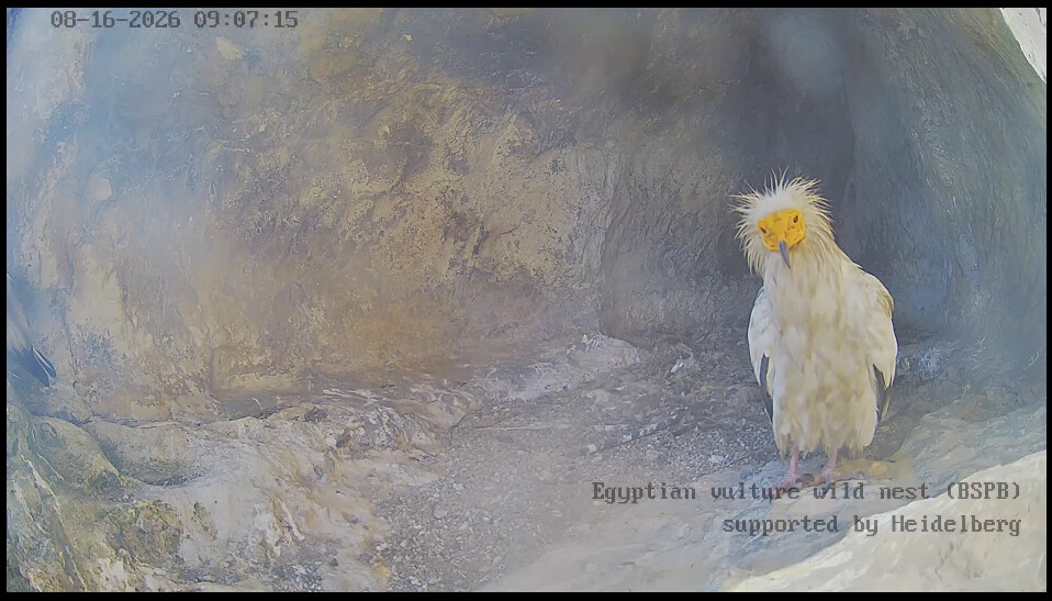Egyptian vulture