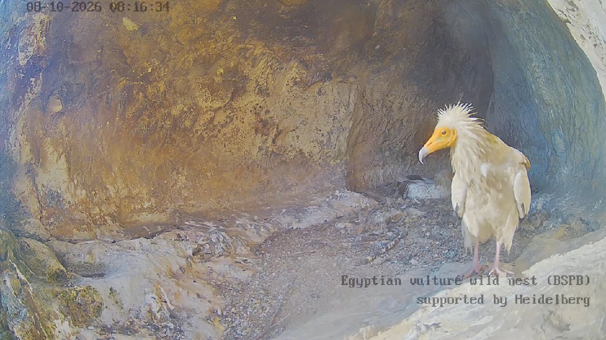 Egyptian vulture
