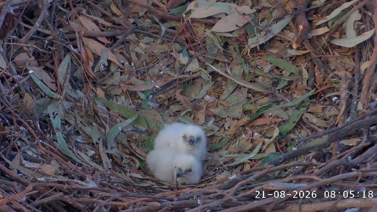 Two sea eagle chicks