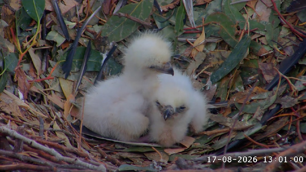 Two sea eagle chicks