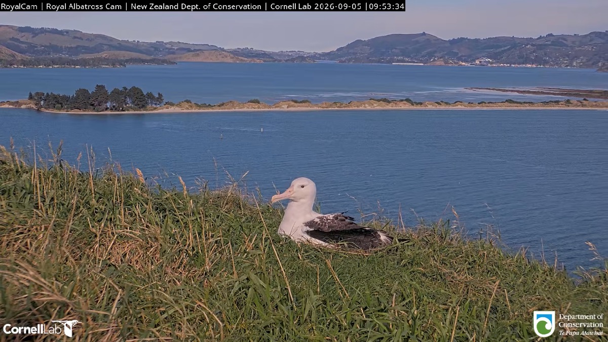 A juvenile albatross