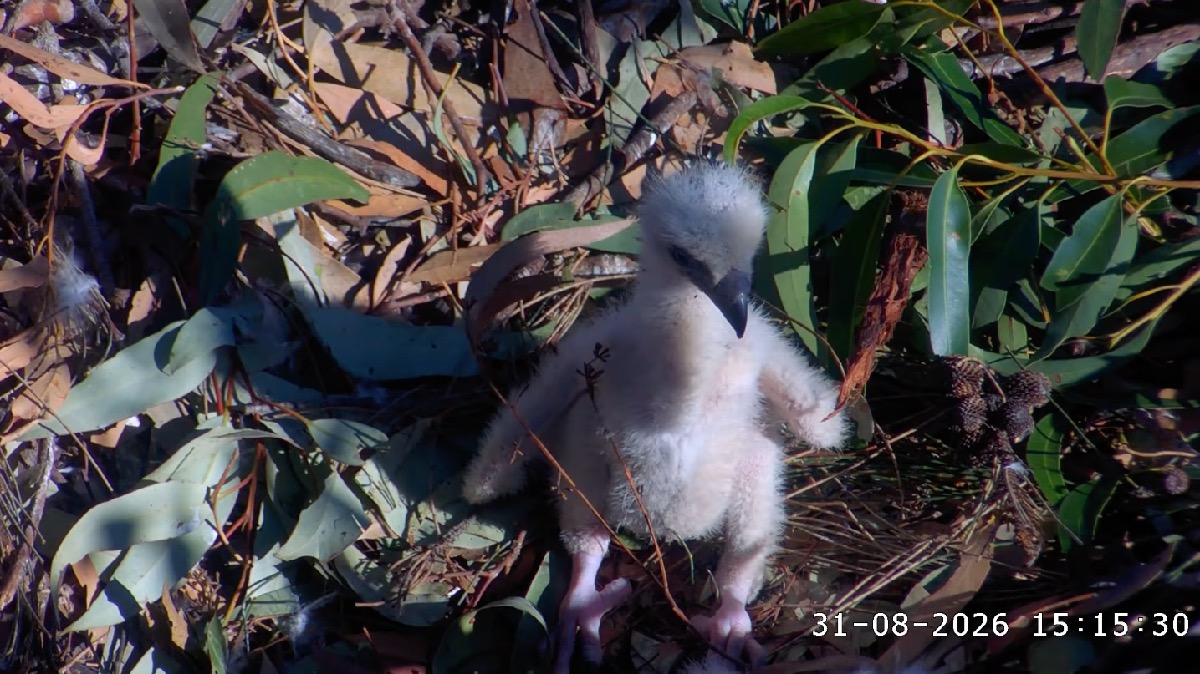 A white-bellied sea eagle chick