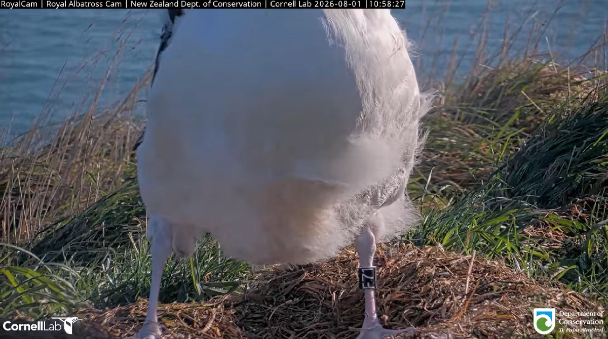 Royal albatross chick's legs with visible ID band