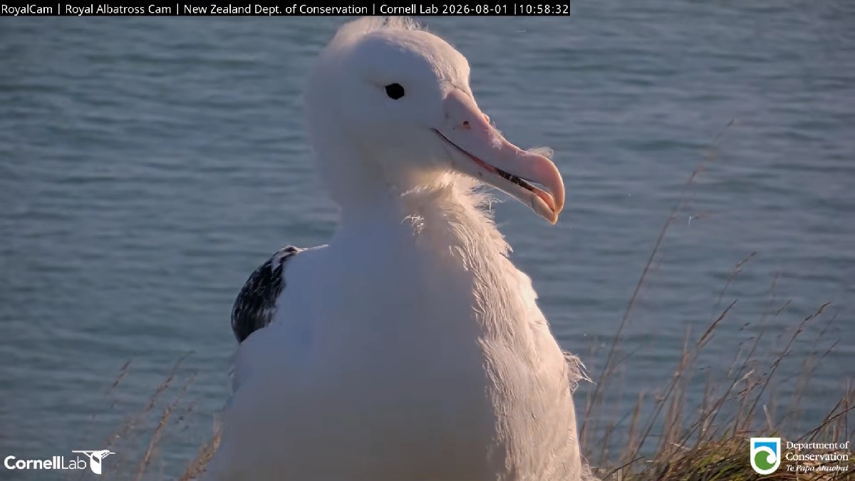 Northern royal albatross chick