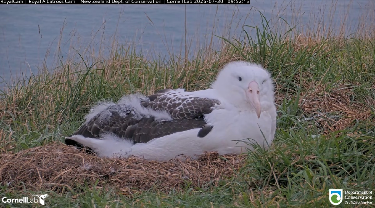 A juvenile royal albatross