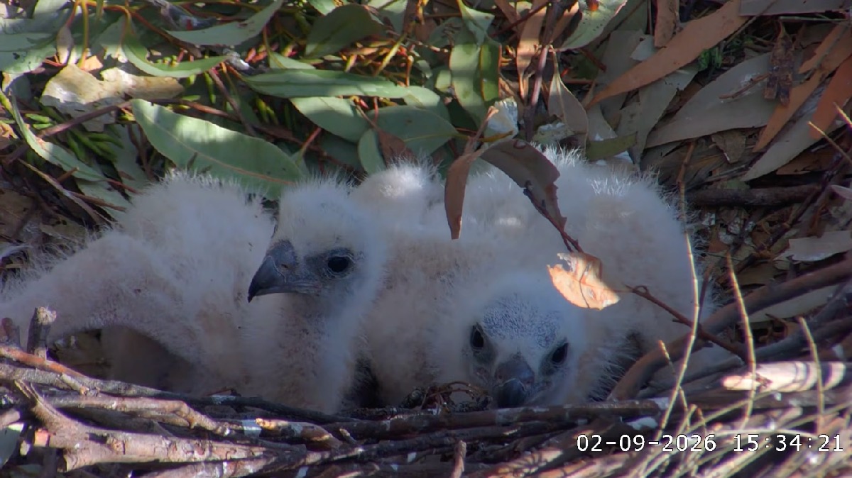 Two sea eagle chicks in their nest
