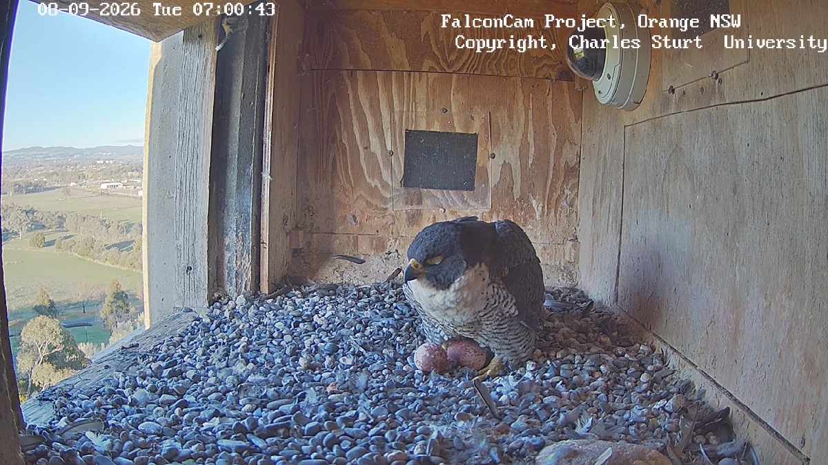 Peregrine falcon with 2 eggs