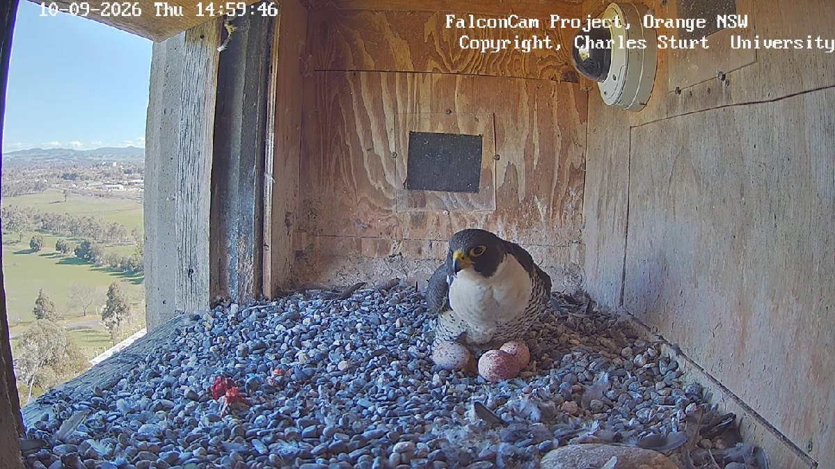Peregrine falcon with 3 eggs