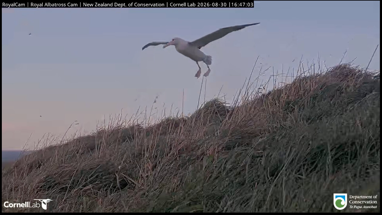 Royal albatross chick hovering in the air