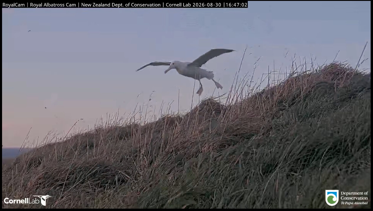Royal albatross chick hovering