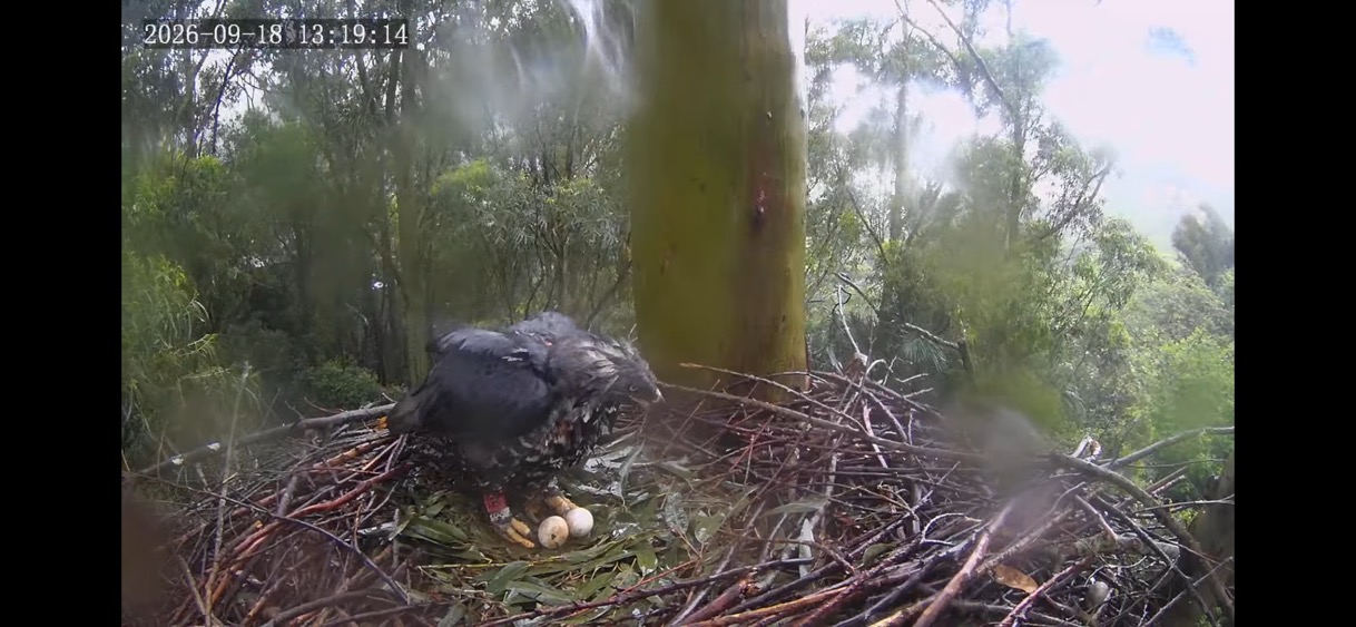 Crowned eagle with two eggs 