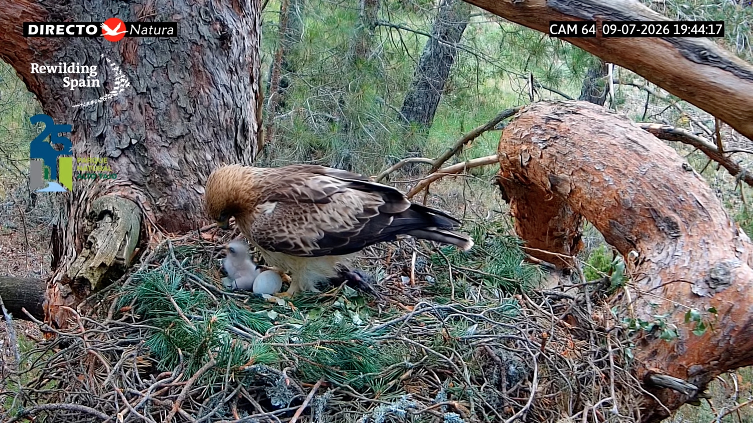 Booted eagle Spain
