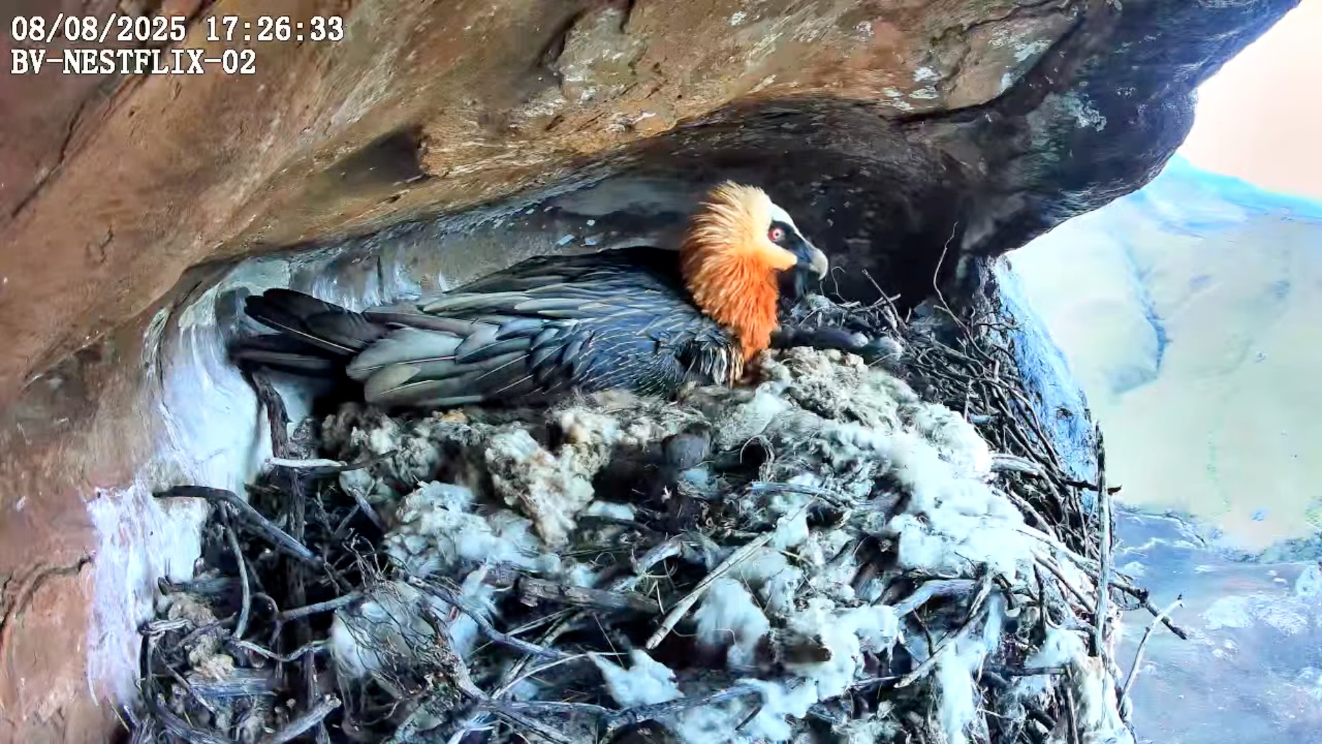 A bearded vulture in a nest