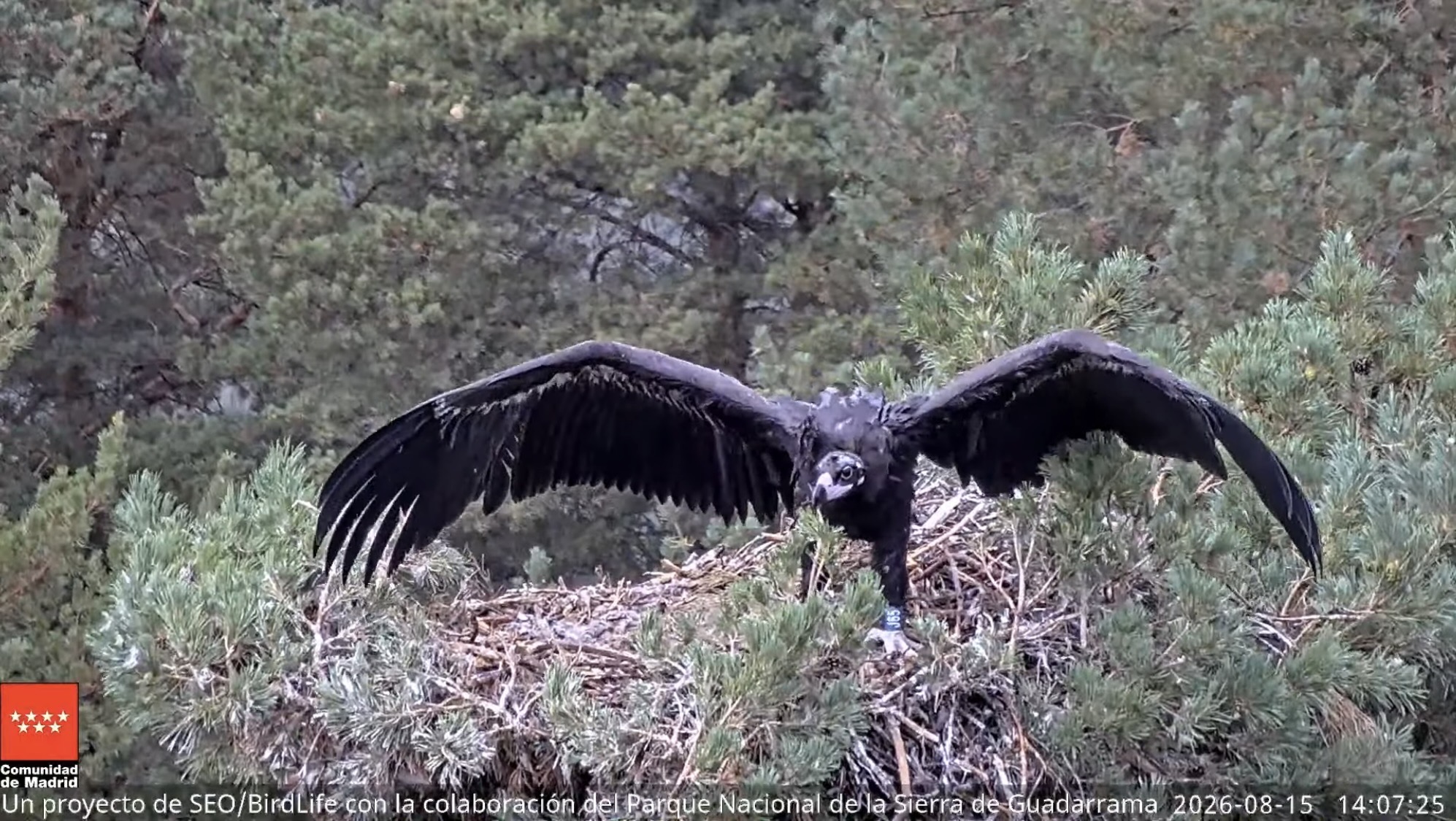 A juvenile black vulture in its nest