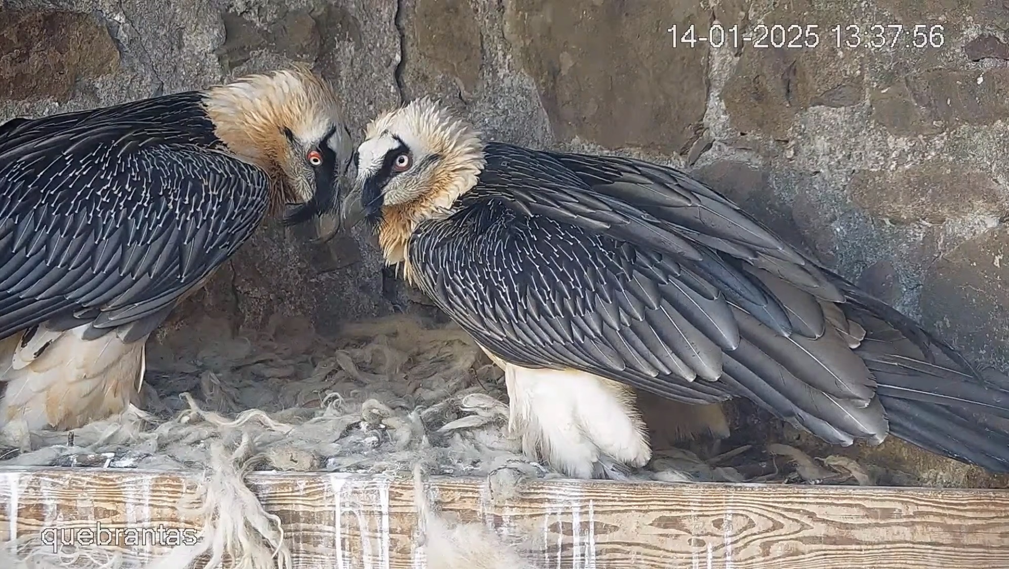 Two bearded vultures standing in their nest